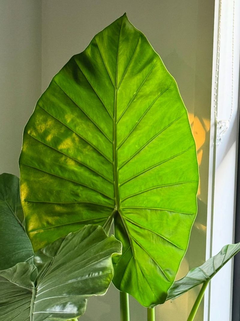 Elephant Ear Plant