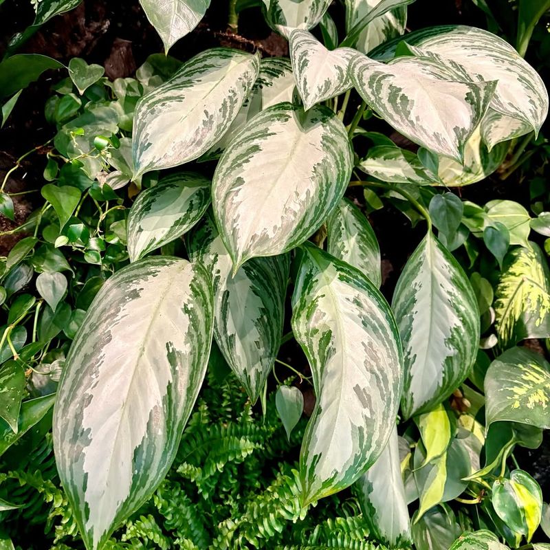 Chinese Evergreen (Aglaonema Species)