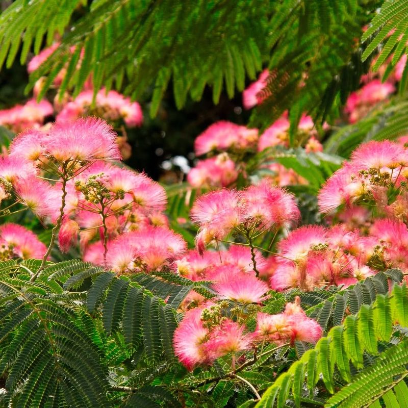 Mimosa Tree