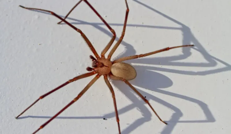 Brown Recluse Spider