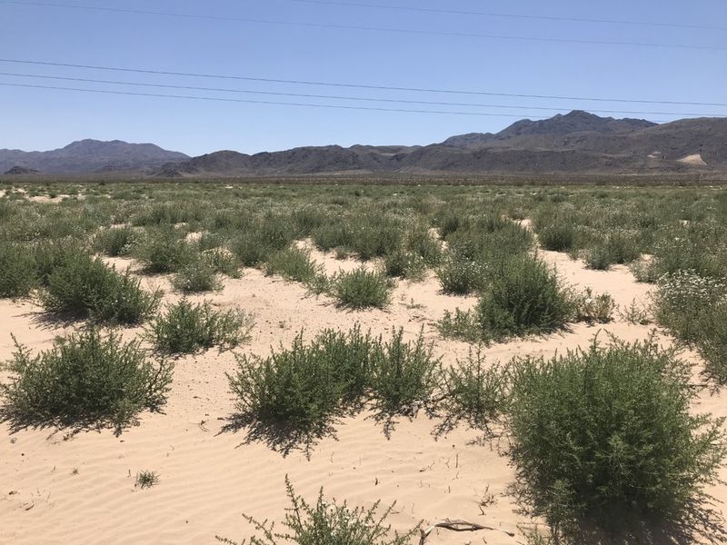 Russian Thistle (Tumbleweed)