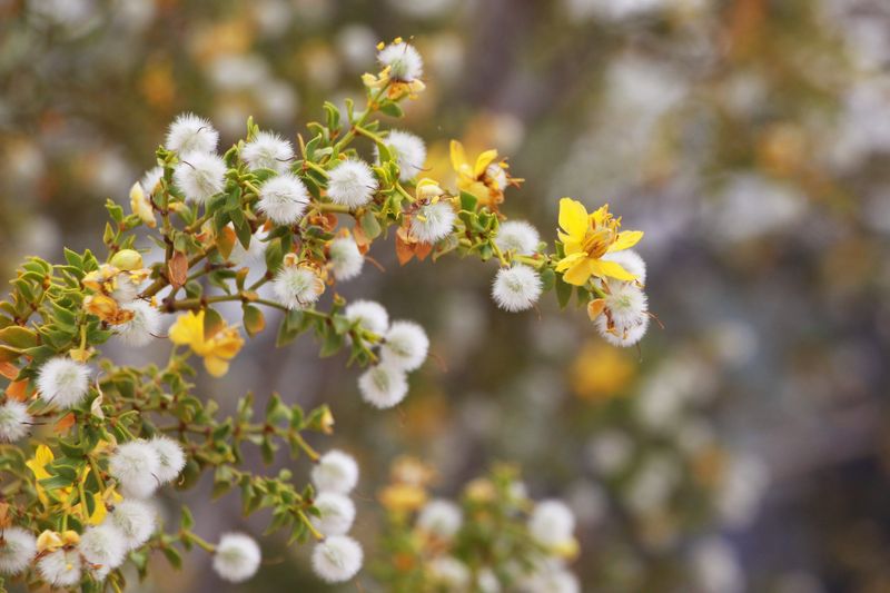 It Blooms Quickly After Rainfall