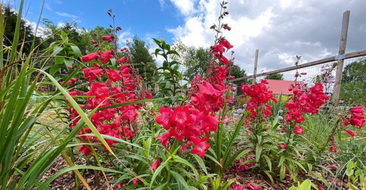 Arizona’s Best Perennial Flowers That Thrive In The Heat