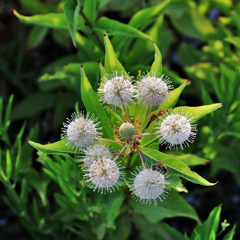 Buttonbush