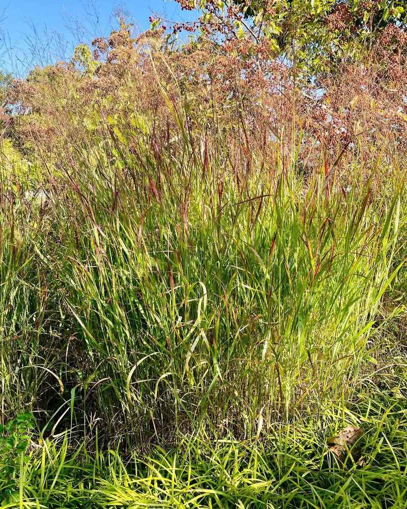 Switchgrass (Panicum Virgatum)
