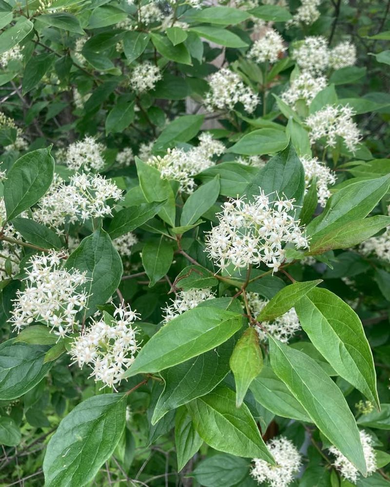Gray Dogwood (Cornus Racemosa)