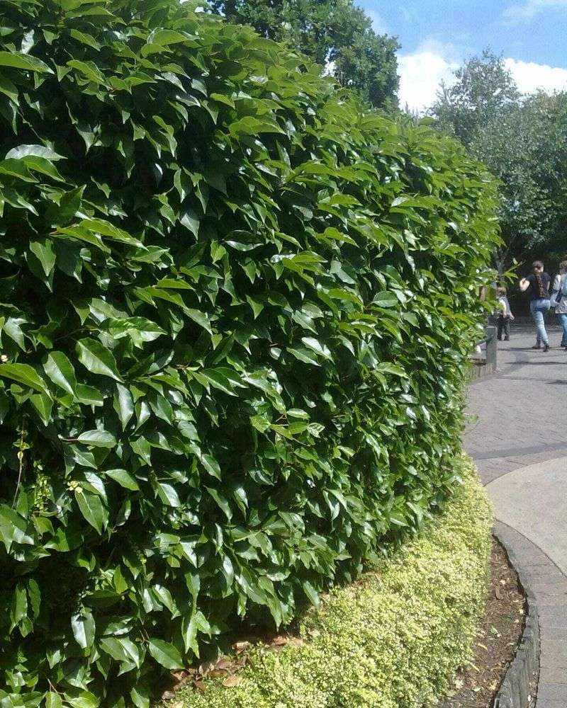Tall Privacy Hedges Blocking Road Or Sidewalk Visibility