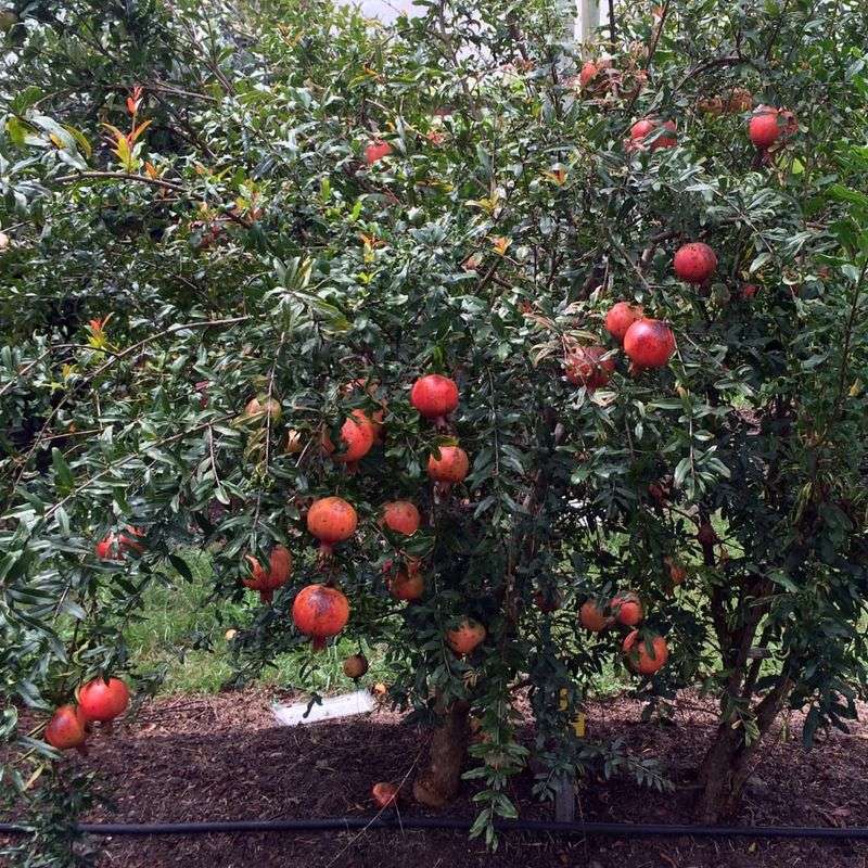 Pomegranate Trees