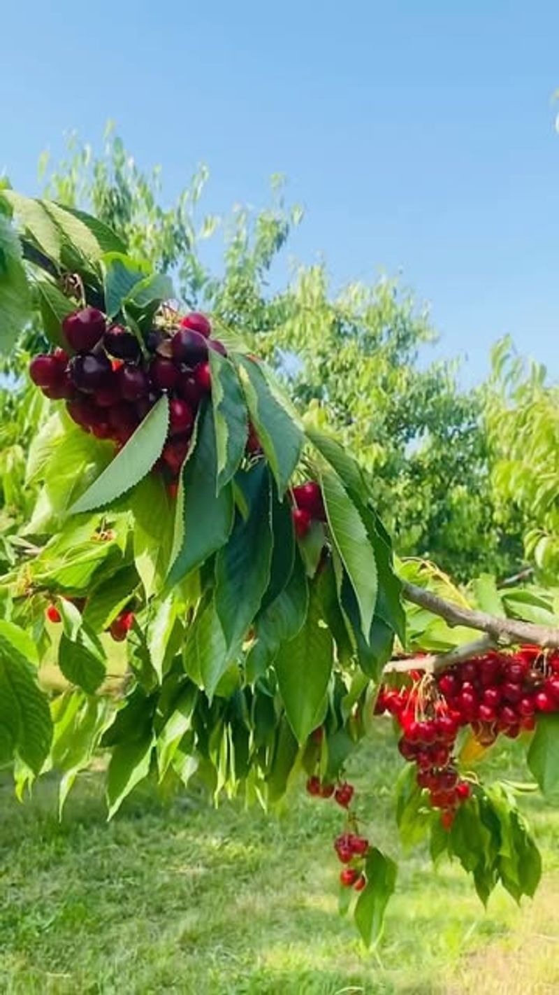 Sweet Cherry (Prunus Avium)