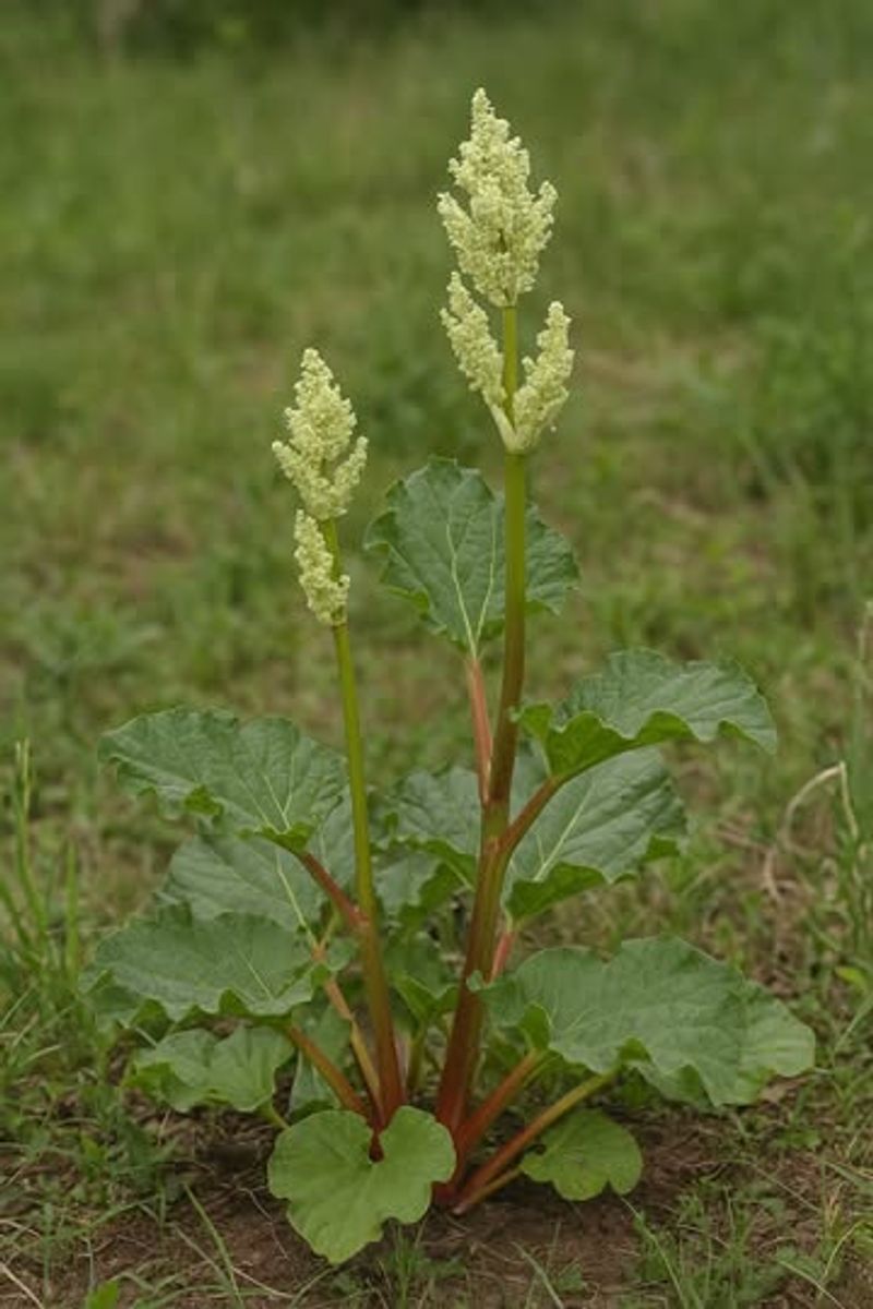 Rhubarb (Rheum Rhabarbarum)