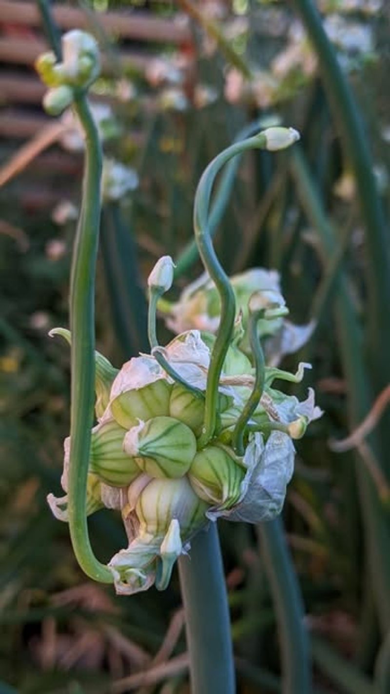 Walking Onions / Egyptian Onions (Allium × Proliferum)