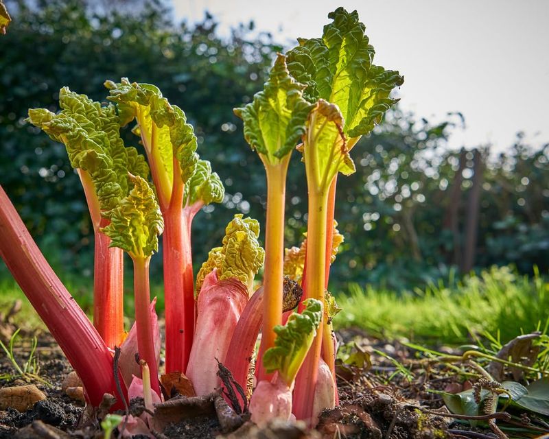 Rhubarb
