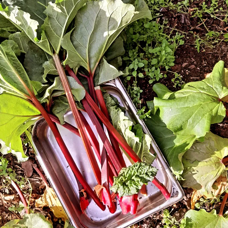 Rhubarb