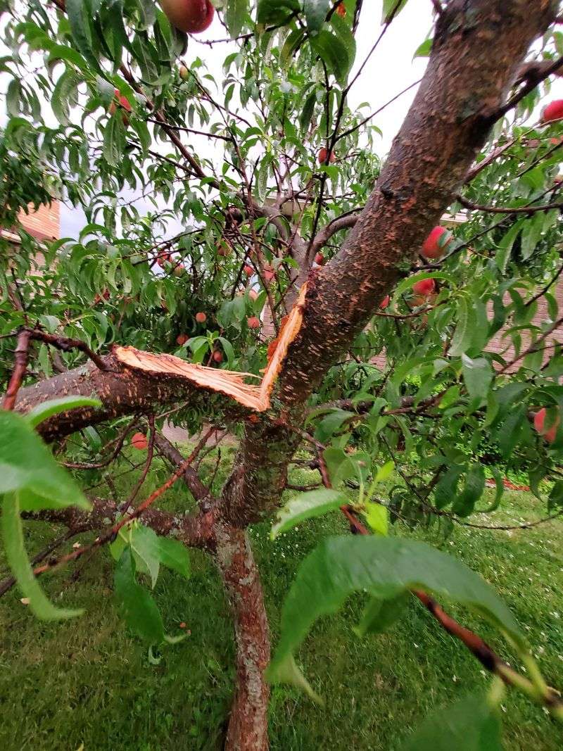 Provide Temporary Support For Partially Split Branches