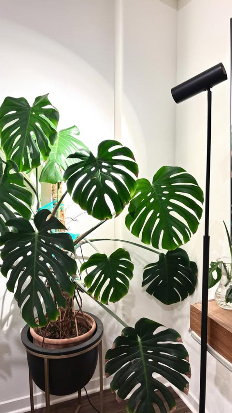 Choose The Right Type Of Grow Light