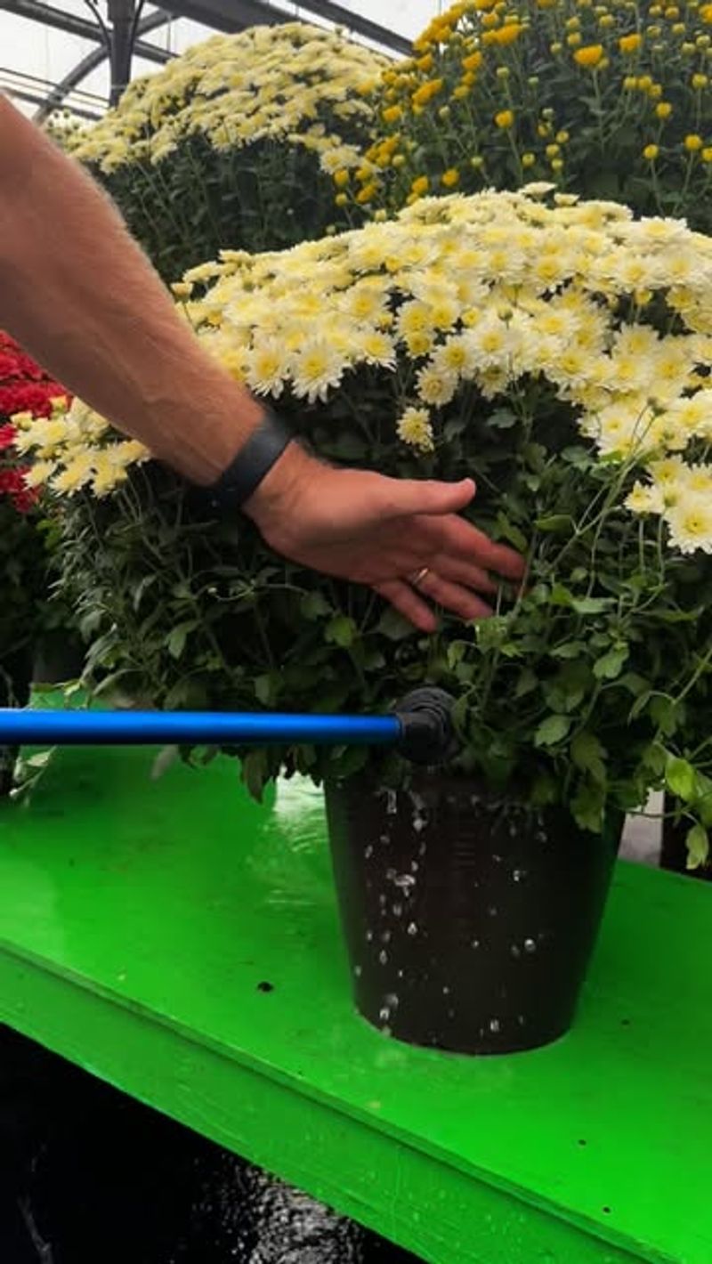 Watering Frozen Or Near-Frozen Soil