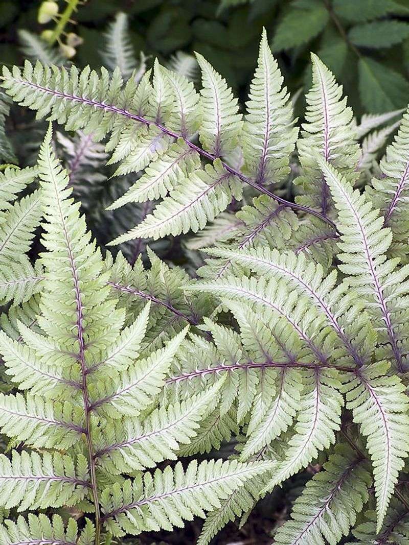 Japanese Painted Fern