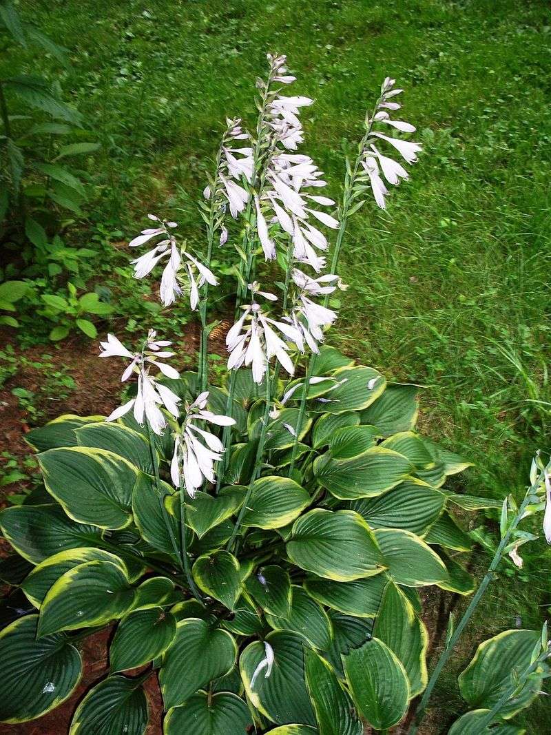 Hostas