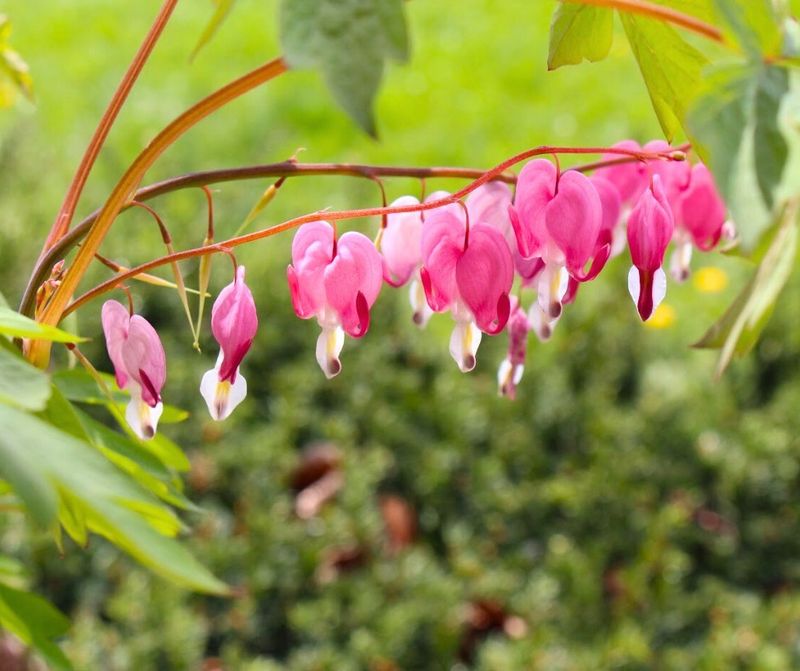 Bleeding Heart Creates Romantic Garden Moments