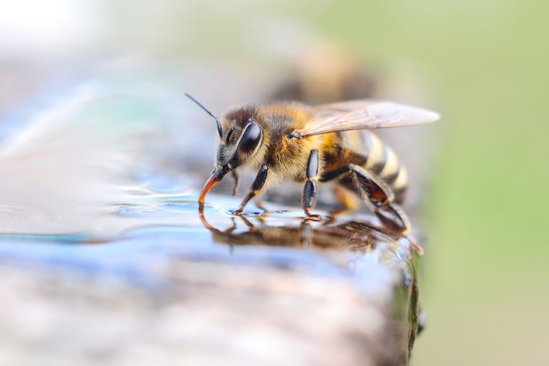Helping Pollinators Like Bees And Butterflies Thrive