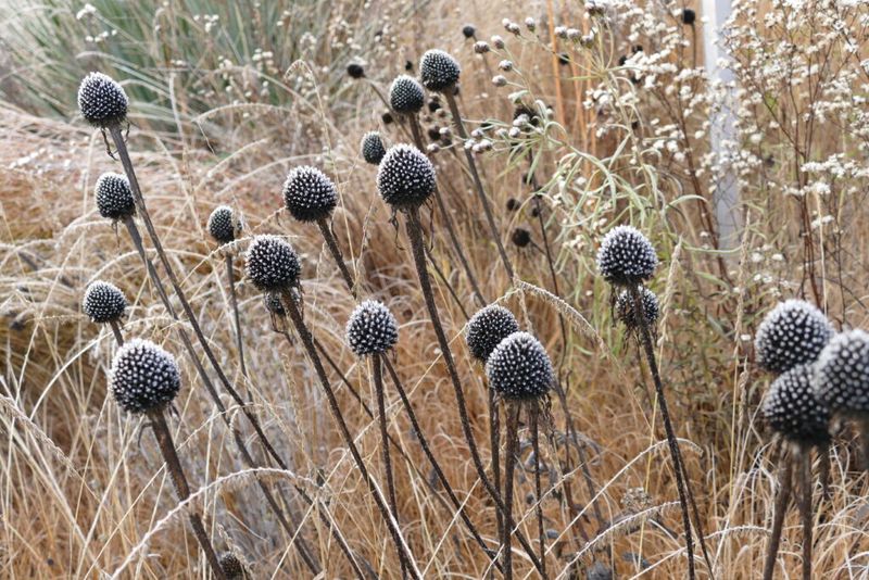 Winter Garden Structure And Visual Interest