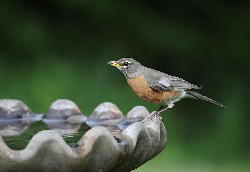 Water Sources Complete Your Wildlife Habitat