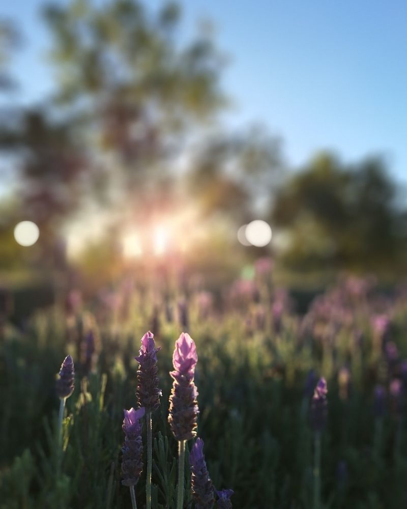 Provides Stress Relief After Long Workdays