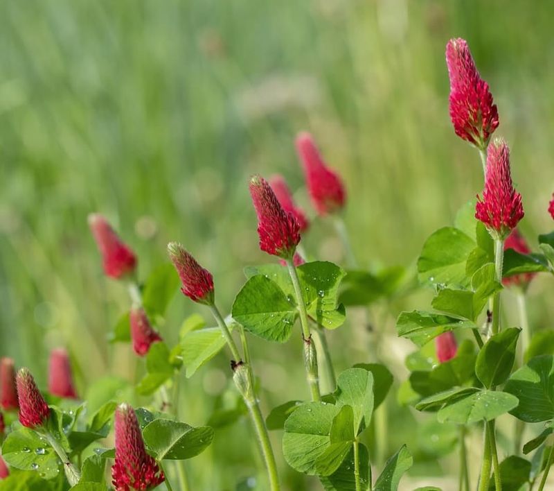 Suppresses Weeds And Reduces Maintenance