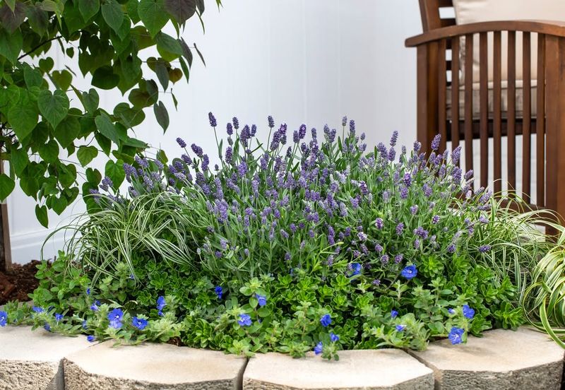 Low Maintenance And Easy To Grow