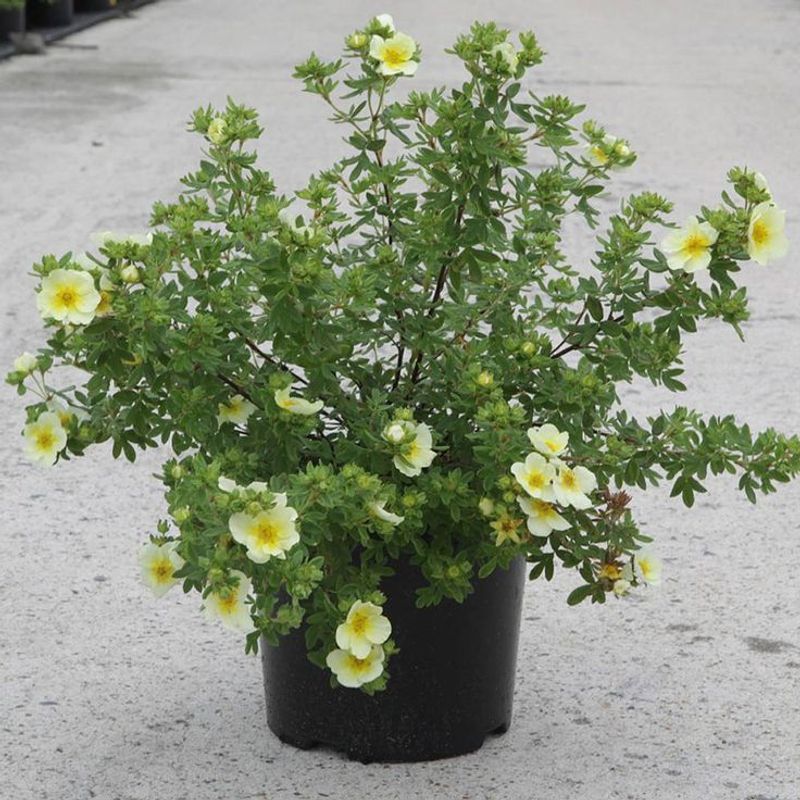 Affordable And Easy To Find At Nurseries