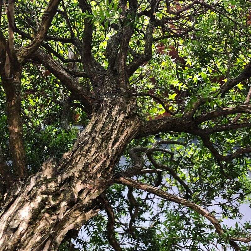 Melaleuca Or Paperbark Tree (Melaleuca Quinquenervia)