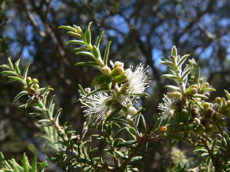 Melaleuca (Paperbark Tree)