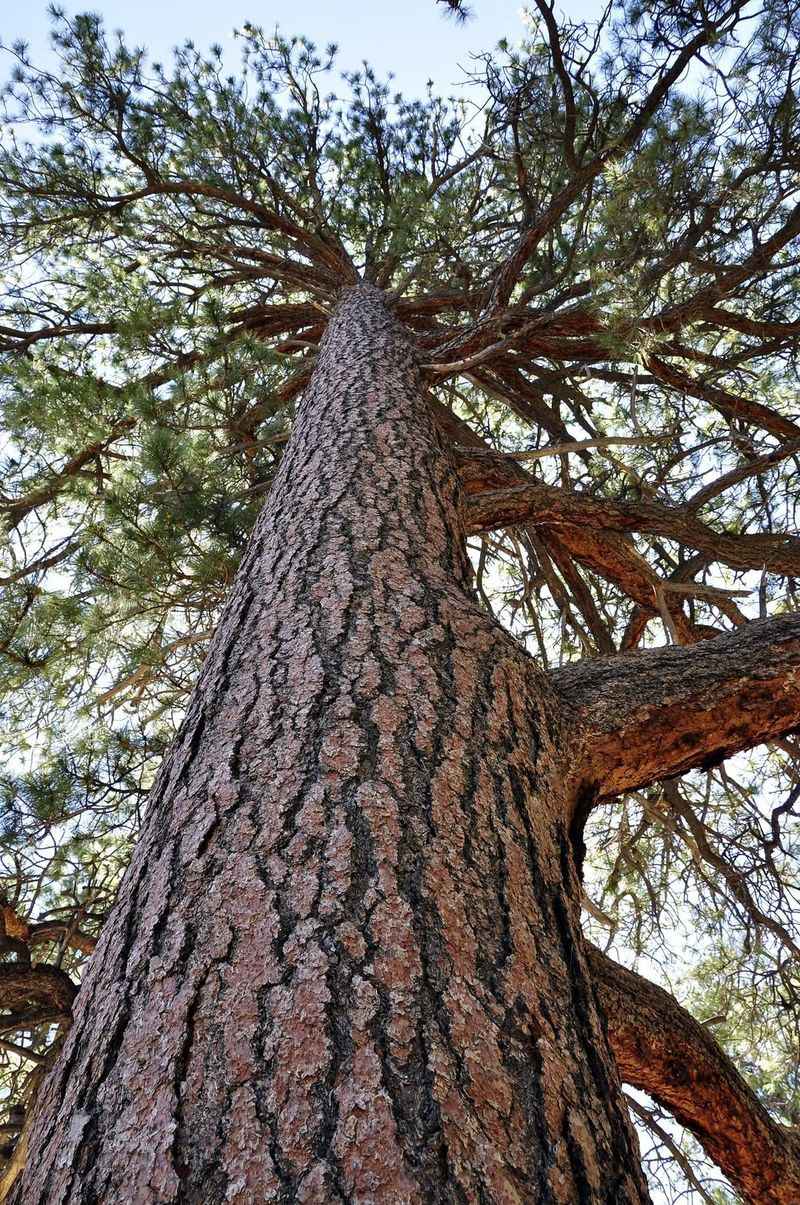 Ponderosa Pine