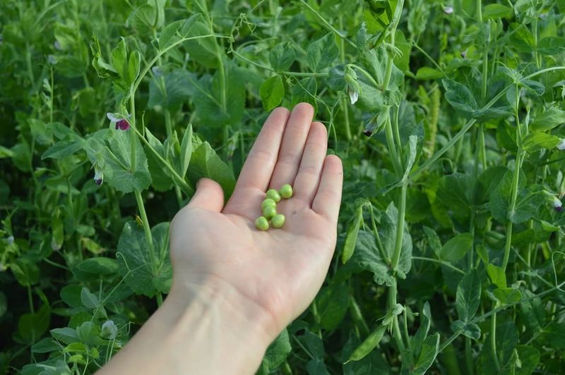 Field Peas