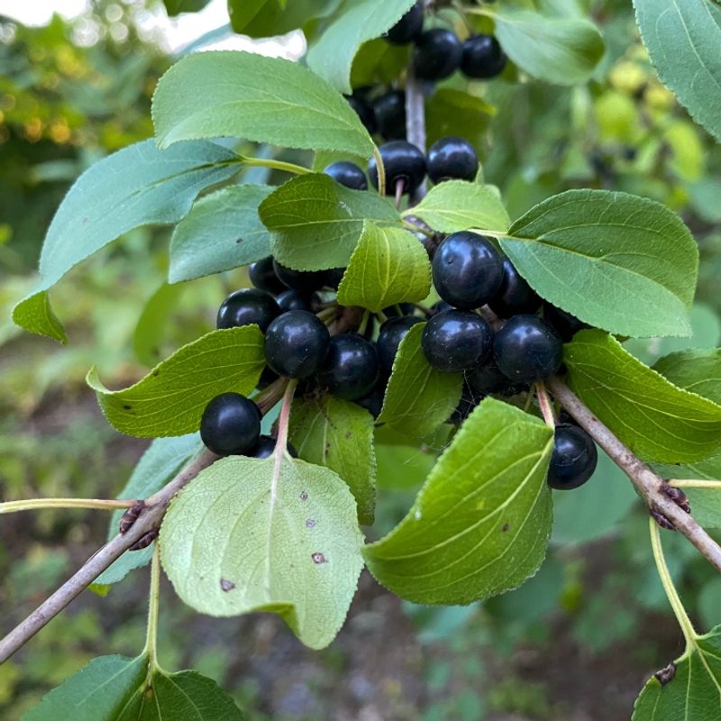 Buckthorn