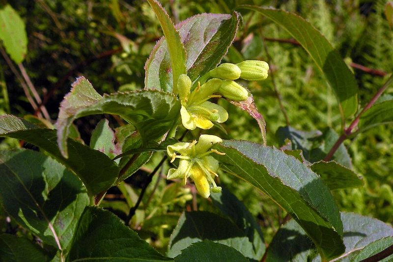 Bush Honeysuckles