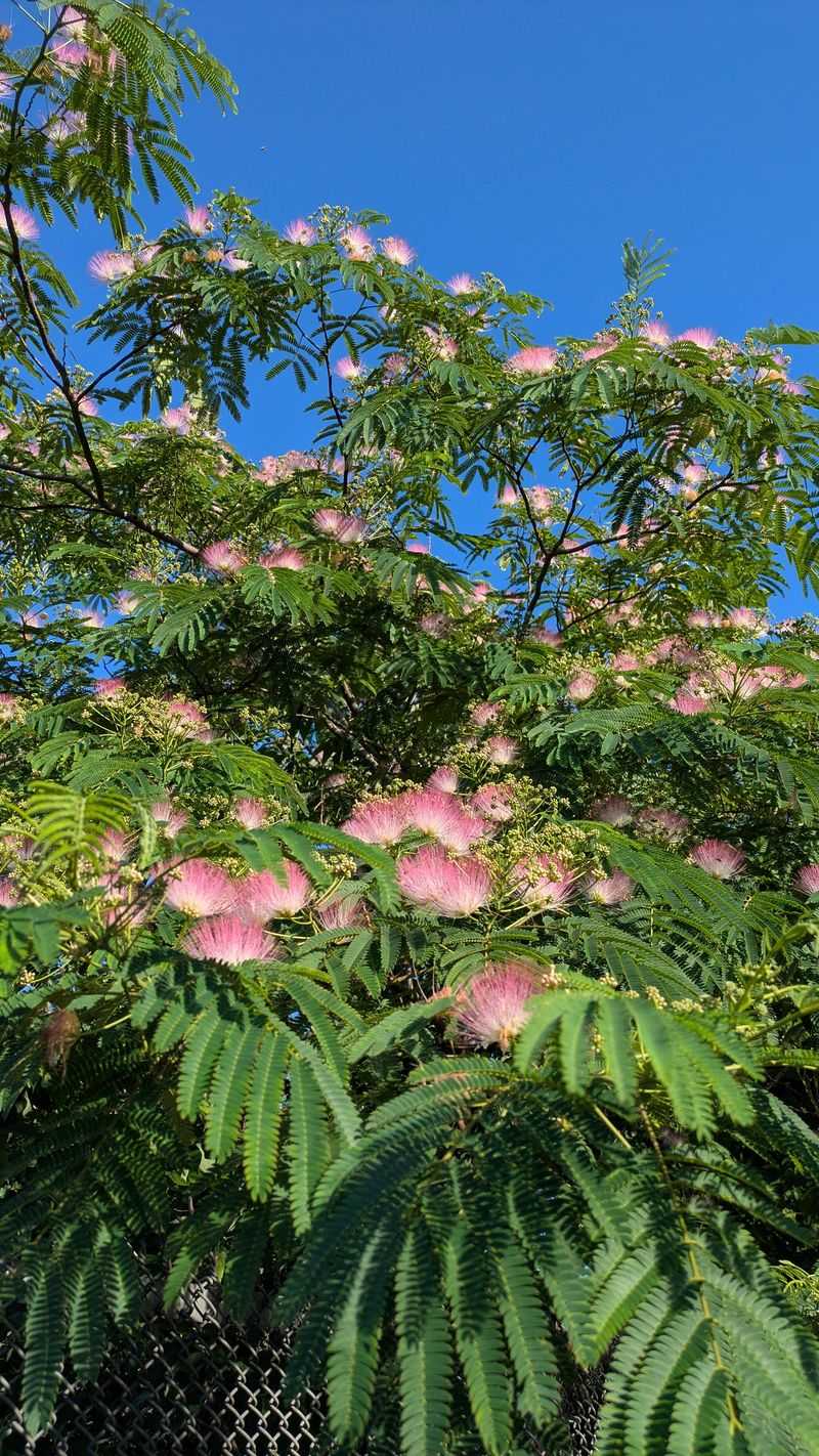 Mimosa Tree / Silk Tree (Albizia Julibrissin)