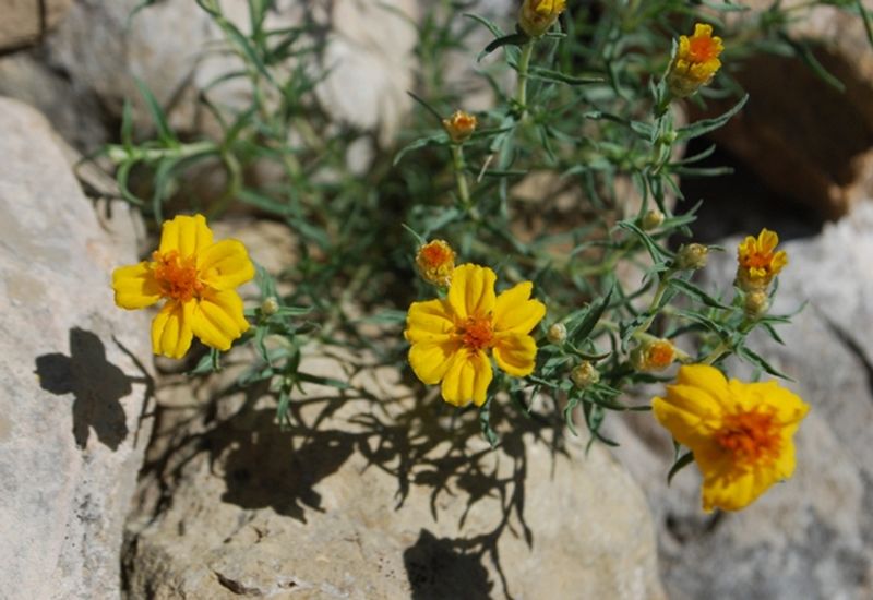Desert Zinnia