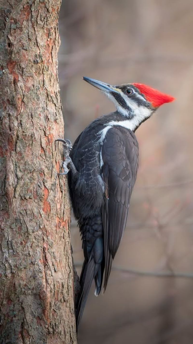 Standing Timber Left For Wildlife