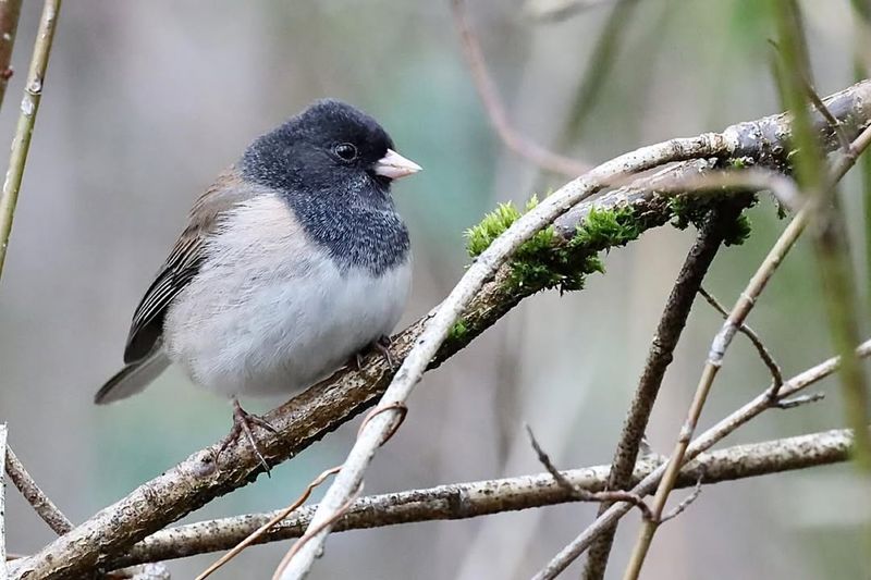 Historical Success And Proven Survival Rates