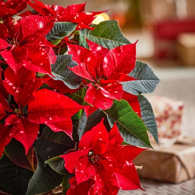 Easy To Maintain Through The Holiday Season