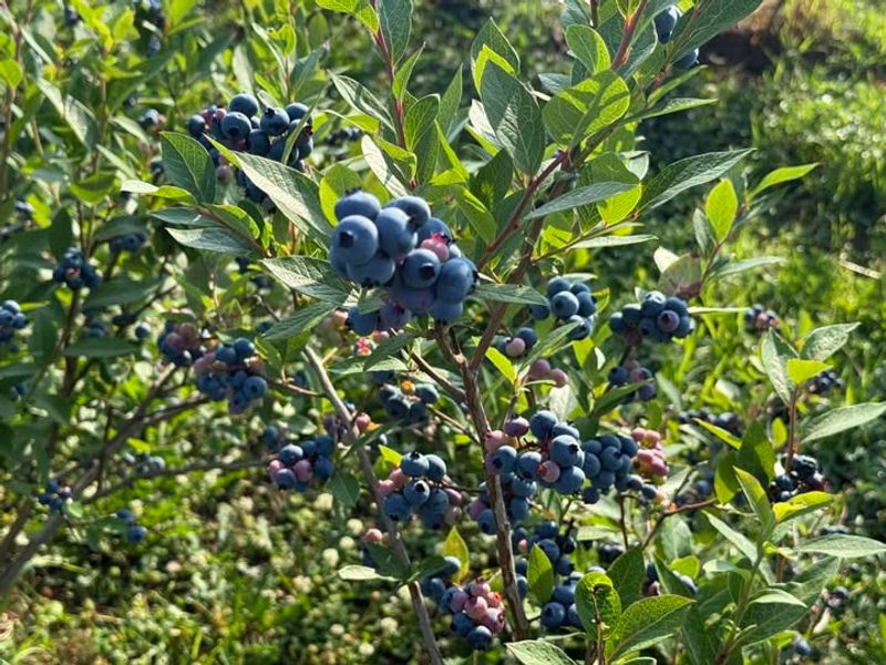 Blueberry Bushes