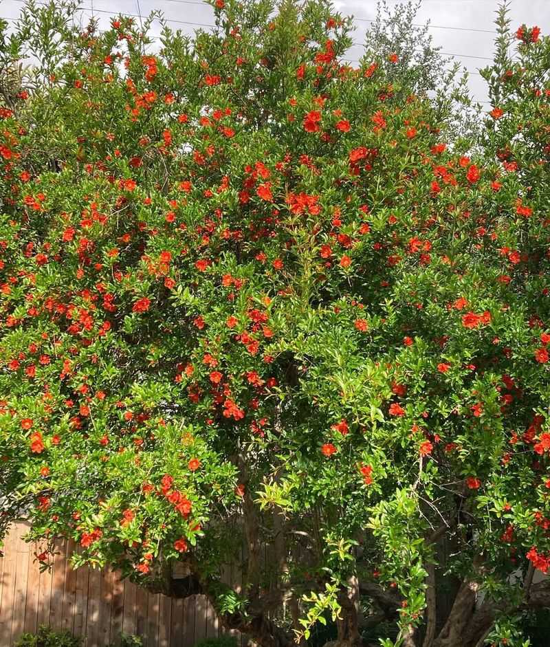 Pomegranate (Non-Heat-Tolerant Cultivars)