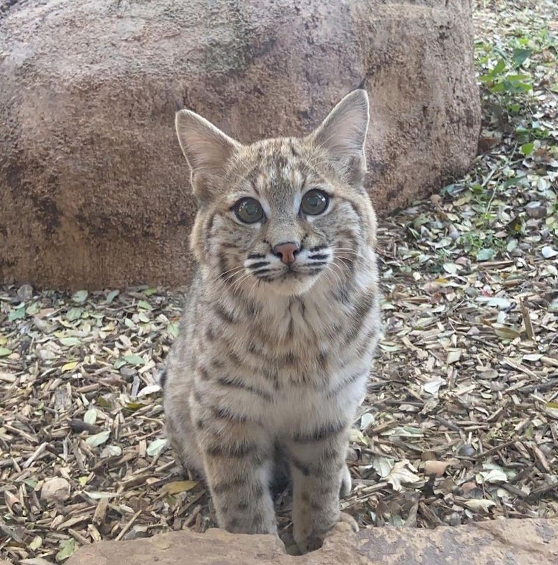 Do Not Let Children Or Pets Approach The Bobcat