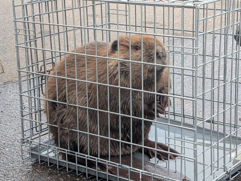 Never Attempt To Trap Without Permits