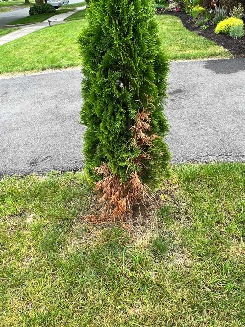 Monitor And Water During Warm Winter Spells