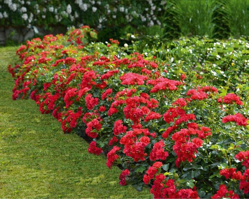 Choose Red Ground Covers For Hot Soil