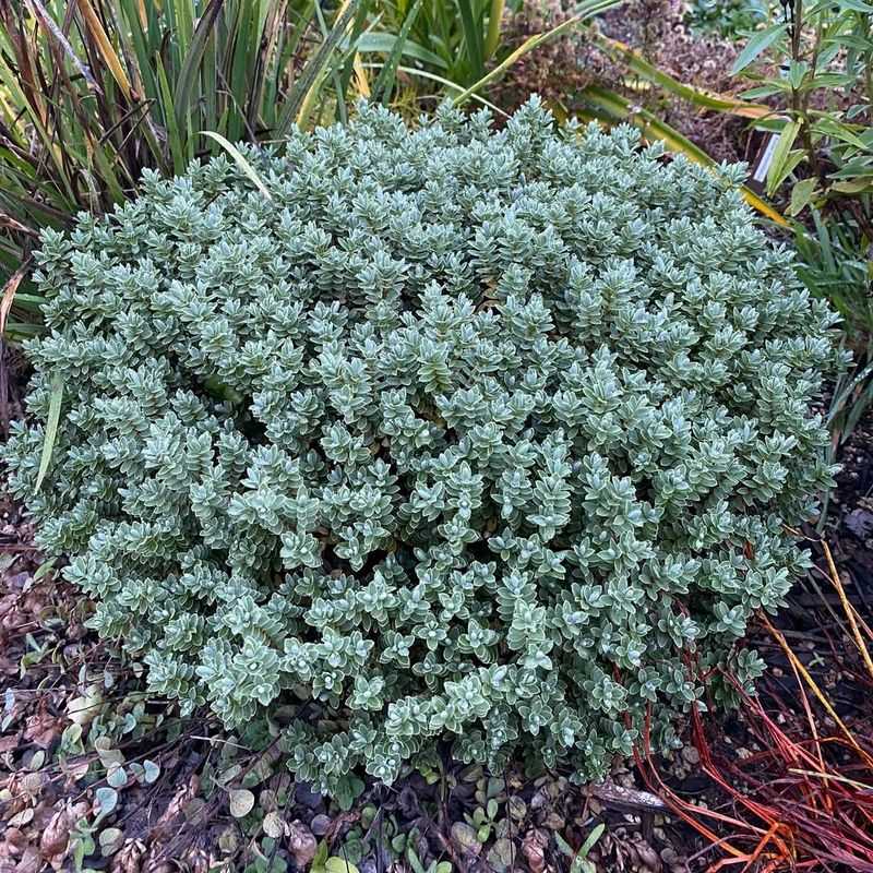 Provide Supplemental Winter Watering