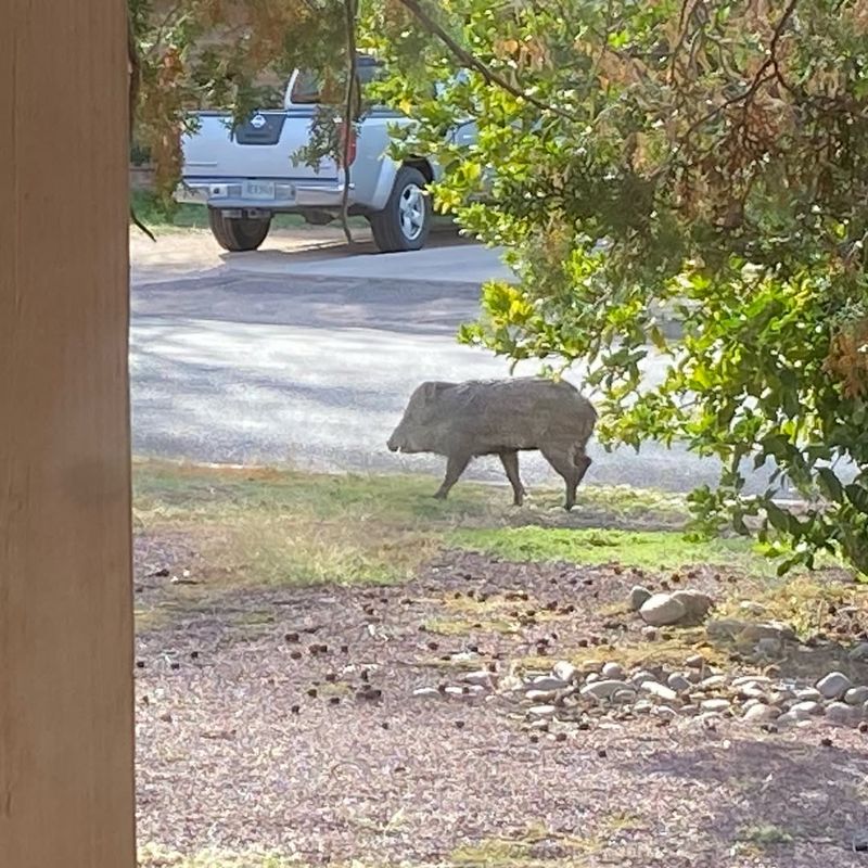 Don't Let Children Or Visitors Near The Yard Until You Confirm The Hog Is Gone