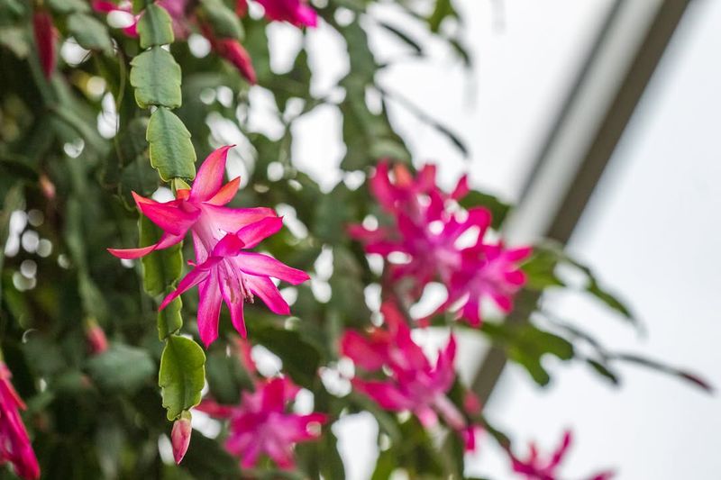 Maintain Cooler Night Temperatures For Better Blooms